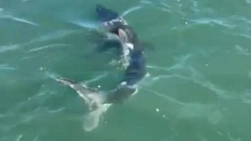 Terrifying moment revellers come face-to-face with 11ft SHARK & ‘close relative of great white’s’ off UK coast --[Reported by Umva mag]