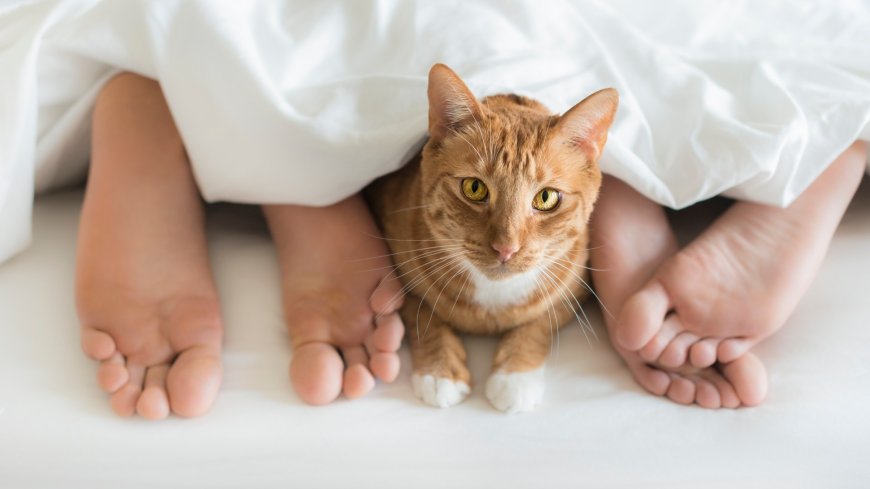 Cat owners are seen as better looking and have more sex, research suggests --[Reported by Umva mag]