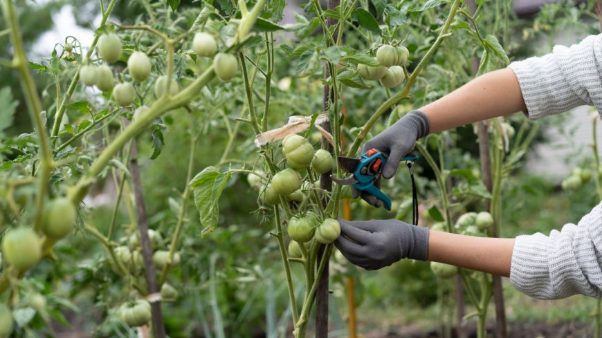 All the Ways You Can Extend Your Tomato Harvest (and How They’ve Worked for Me) --[Reported by Umva mag]