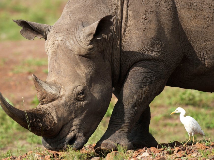 Rhino numbers tick higher, but poachers lurk amid high demand for horns --[Reported by Umva mag]