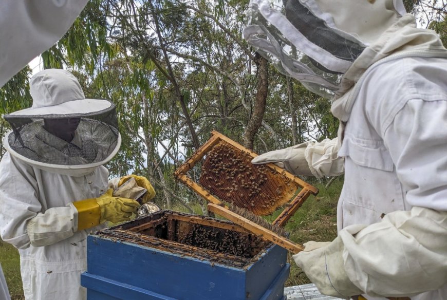 Rwanda's annual honey production ramps up but challenges remain --[Reported by Umva mag]