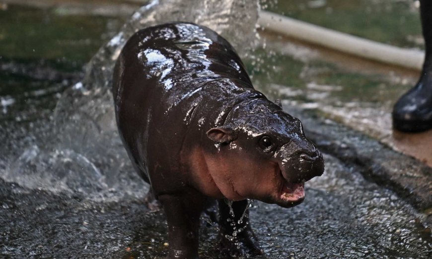 The internet’s favourite pygmy hippo Moo Deng gets her own 24/7 livestream --[Reported by Umva mag]