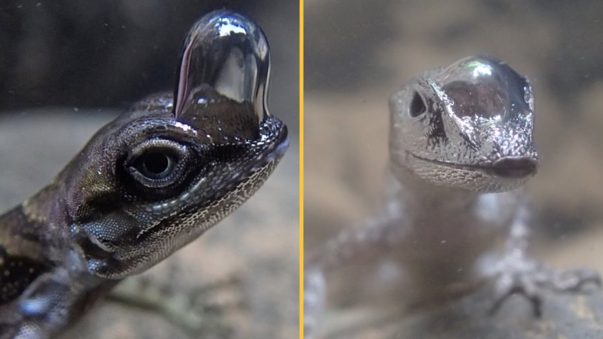 'Scuba-diving' lizards breathe underwater by wearing air bubbles on their noses — just like in a cartoon --[Reported by Umva mag]