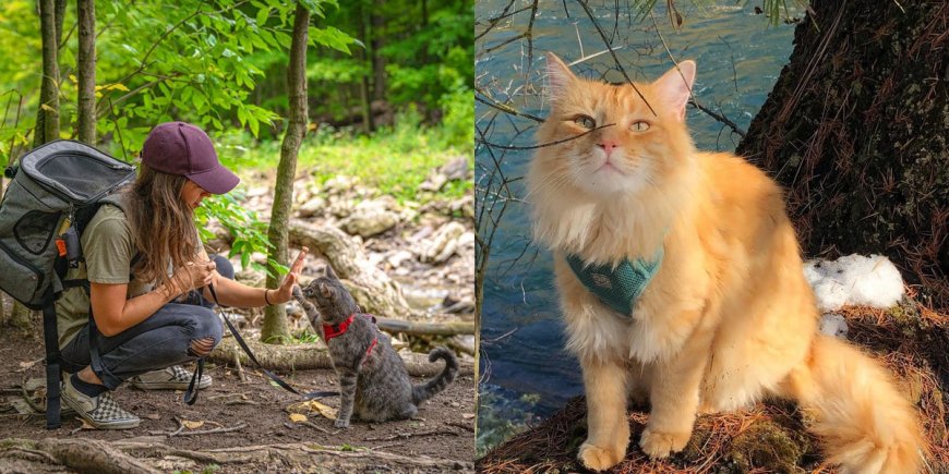 The best cat hiking gear, according to adventure cat parents --[Reported by Umva mag]