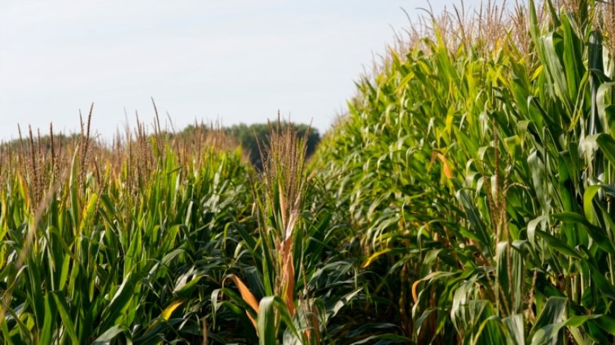 'Short corn' could replace the towering cornfields steamrolled by a changing climate --[Reported by Umva mag]