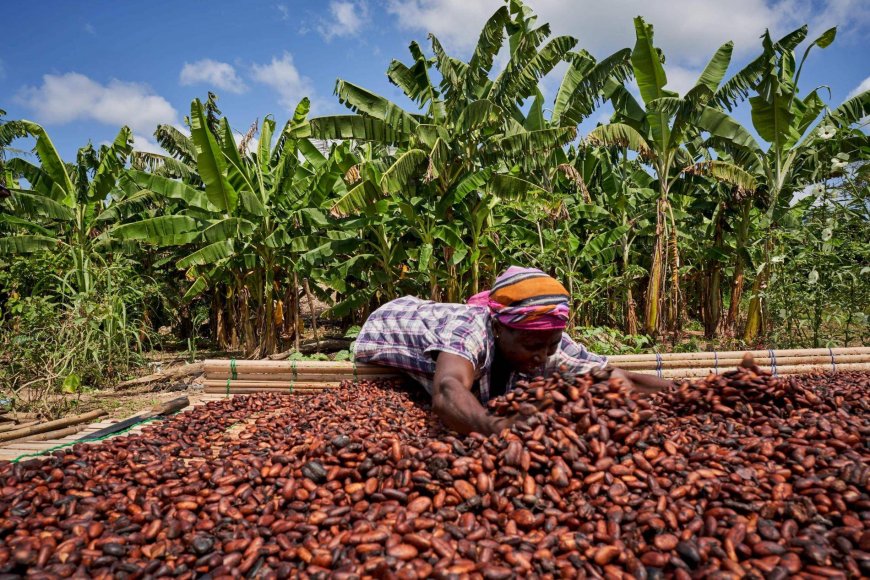 The bitter pill of cocoa’s value chain in Ghana and Ivory Coast --[Reported by Umva mag]