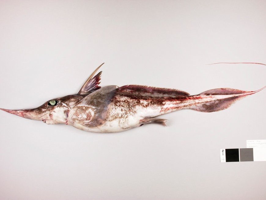 New Zealand scientists discover new ‘ghost shark’ species --[Reported by Umva mag]