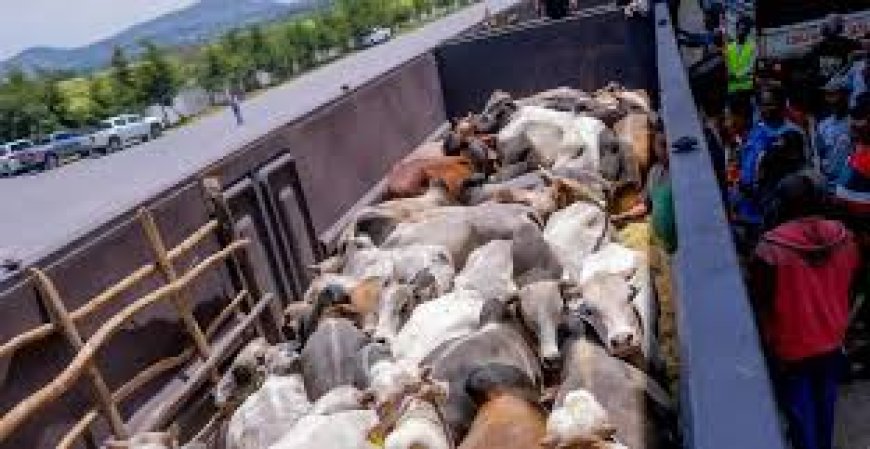 First ever Ethiopian livestock export to Djibouti by rail --[Reported by Umva mag]