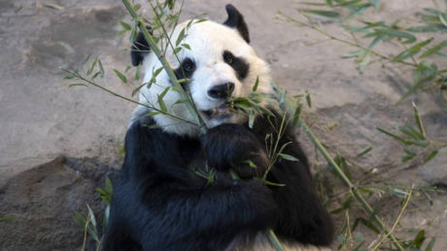 Cash-strapped EU zoo to return Chinese pandas --[Reported by Umva mag]