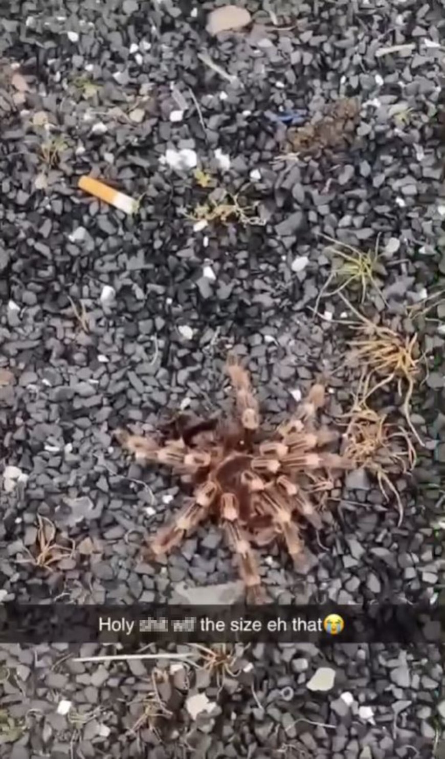 Escaped tarantulas cause chaos in Scots town- with one of the exotic spiders meeting an untimely end at the hands of a terrified local  --[Reported by Umva mag]