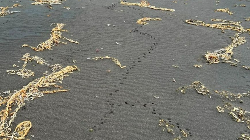 Mysterious footprints in black sand could spell plague DOOM for tiny remote islands dubbed the ‘Galapagos of the North’ --[Reported by Umva mag]