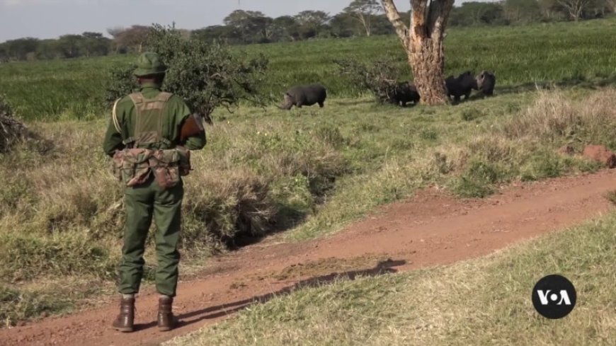 Kenyan conservancy uses reformed poachers to protect wildlife --[Reported by Umva mag]