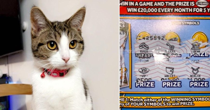 Monkey brings home winning scratch card --[Reported by Umva mag]