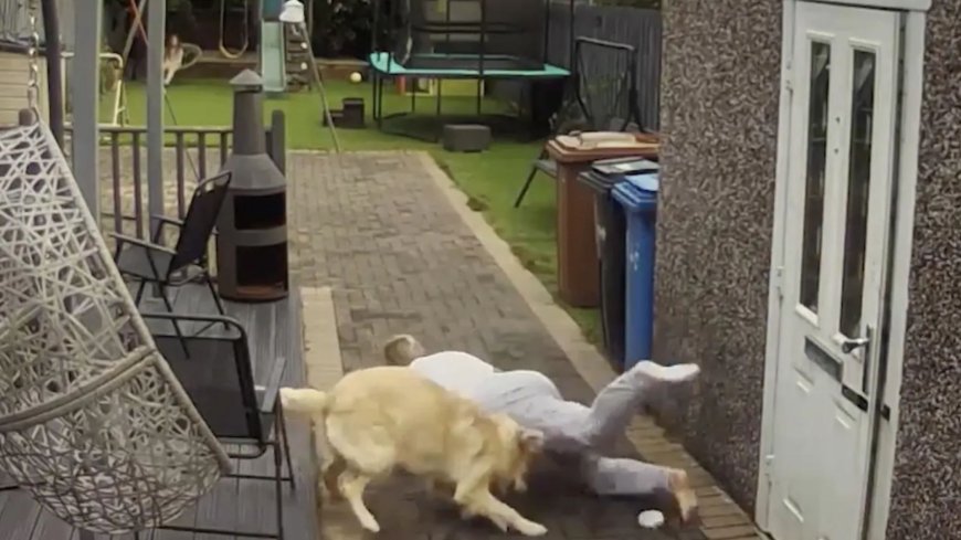 Hilarious moment woman’s pup Teddy sends her FLYING to the ground after barrelling into her in bid to catch his ball --[Reported by Umva mag]