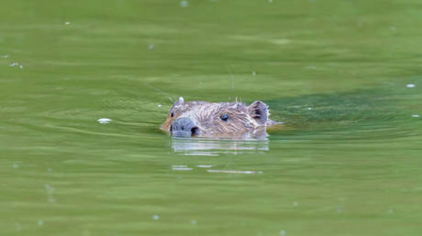 EU state declares war on beavers --[Reported by Umva mag]