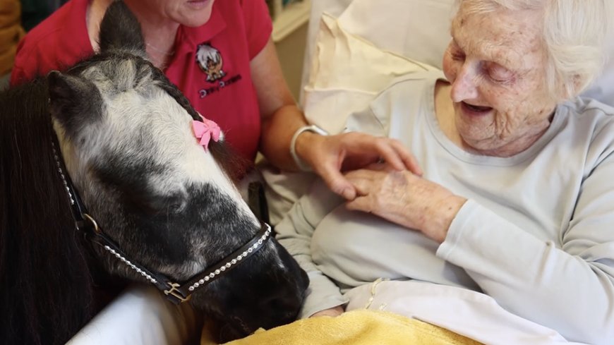 Therapy ponies in special program bring boosts of joy and humor to those in need --[Reported by Umva mag]