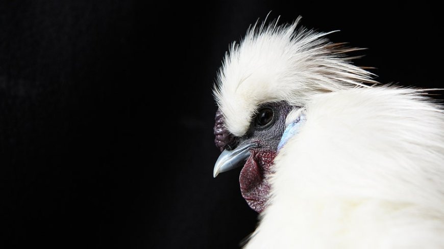 Beloved Australian chicken with famous name tossed into alligator pen, shocking wildlife park visitors: report --[Reported by Umva mag]