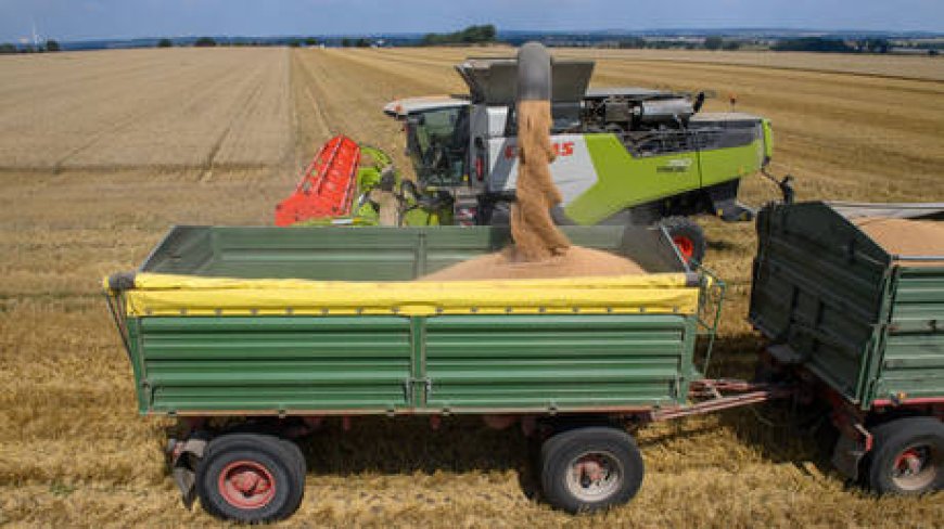 Cheap Ukrainian grain ruining German farmers – Bild --[Reported by Umva mag]