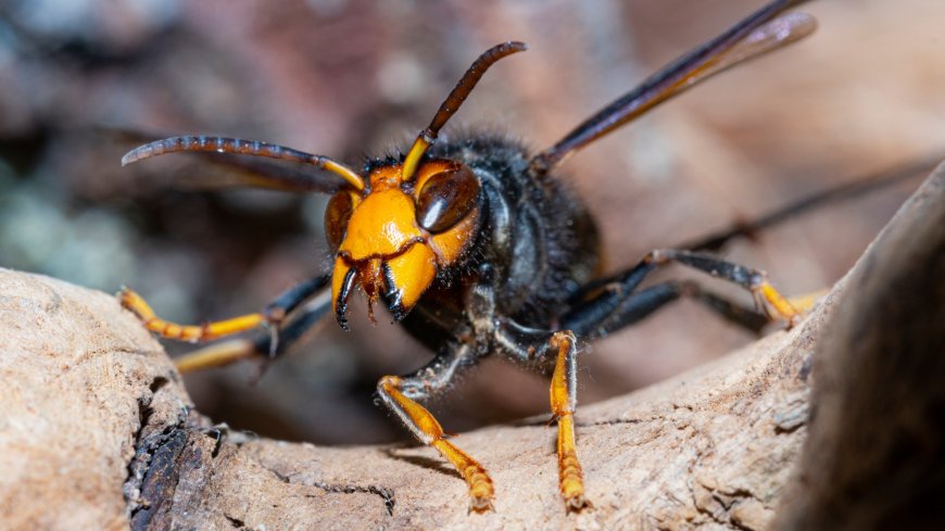 Fresh Asian Hornet warning after attack from insect swarm left woman DEAD & 4 in hospital – what to do if you spot one --[Reported by Umva mag]