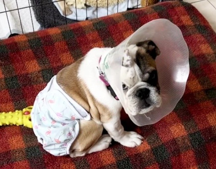 BOOTY DUTY: Vet gives bulldog born without butt new derriere --[Reported by Umva mag]