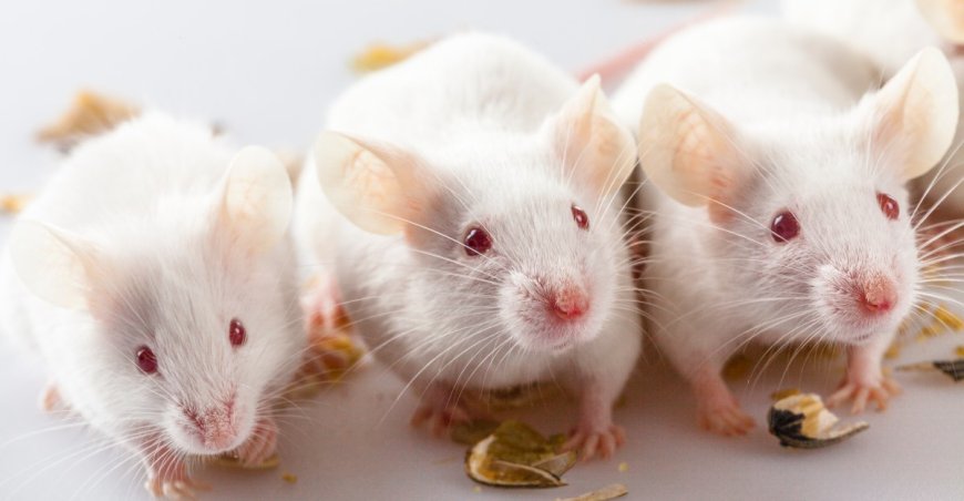 What went wrong with autism research? Let’s start with lab mice. --[Reported by Umva mag]