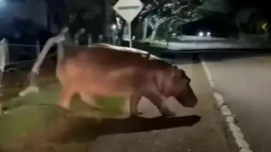 Watch terrifying moment cocaine hippo rampages across road as Pablo Escobar’s ‘out of control’ beasts face execution --[Reported by Umva mag]