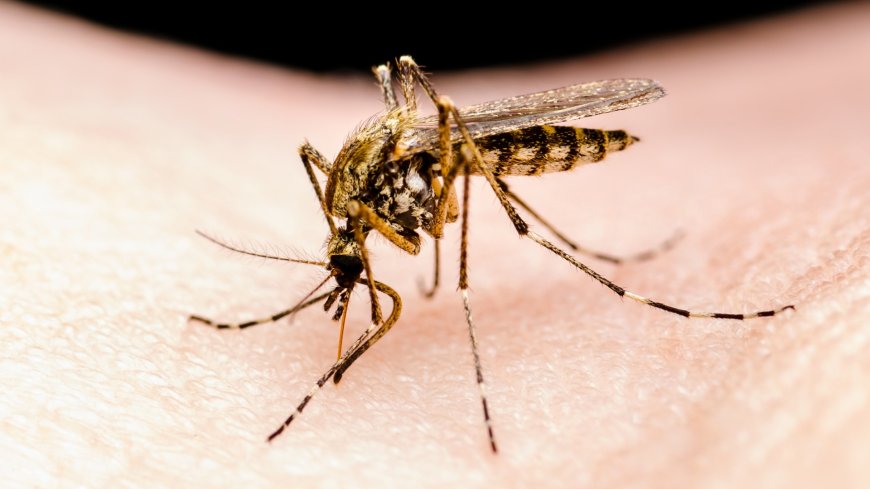 ‘Mutant’ disease-ridden mosquitoes which CAN’T be killed by insecticides discovered – & they pose risk to millions --[Reported by Umva mag]