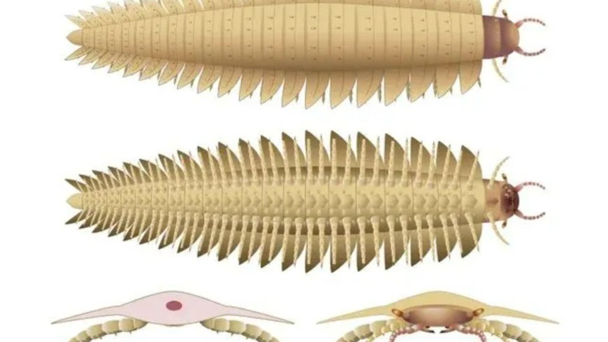 Scientists uncover world’s biggest insect a mega millipede the size of a CAR that roamed Earth 340 million years ago --[Reported by Umva mag]