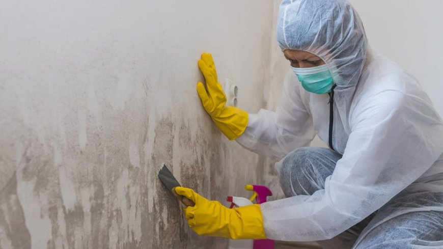 Hurricane flooding: 3 health warnings about mold growing in your home --[Reported by Umva mag]