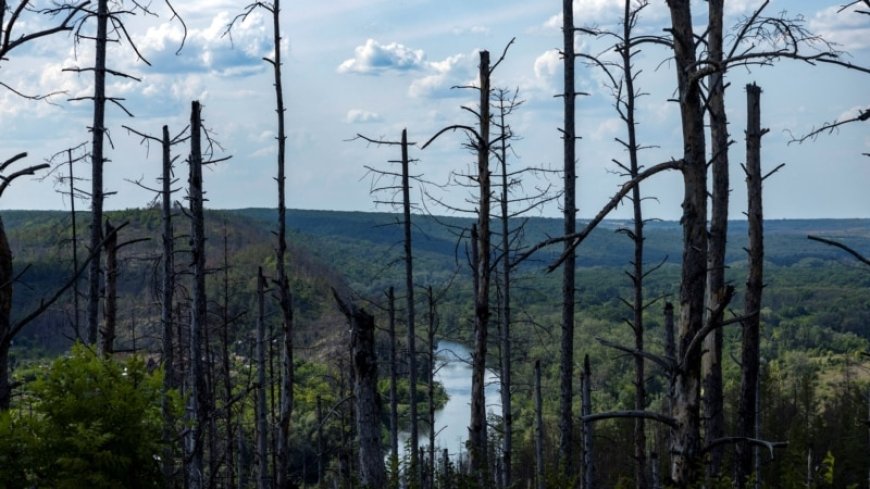 Ukraine's vast forests devastated in hellscape of war  --[Reported by Umva mag]