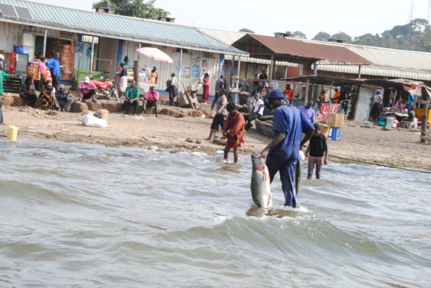 Tackling overfishing: Why EAC needs unified regulations to safeguard fisheries --[Reported by Umva mag]