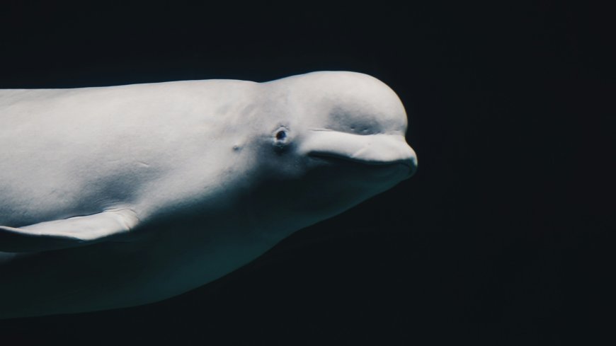 Another beluga dies at Marineland, Ontario saying little on 4-year probe into park --[Reported by Umva mag]