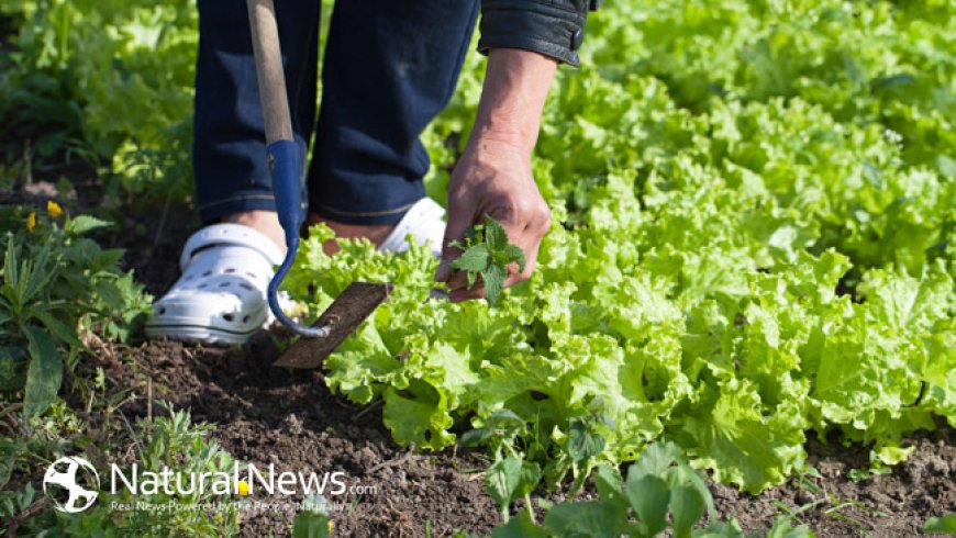 Gardening – Natural mental & physical benefits --[Reported by Umva mag]