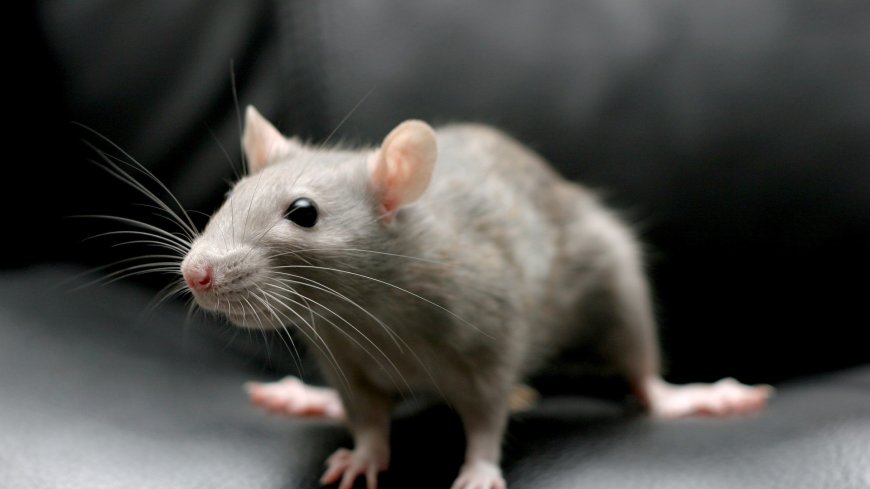 From pet rats to an itchy dog – your pet queries answered --[Reported by Umva mag]