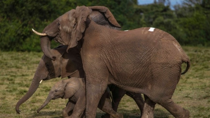 Kenya relocates 50 elephants to larger park, a sign poaching is under control --[Reported by Umva mag]