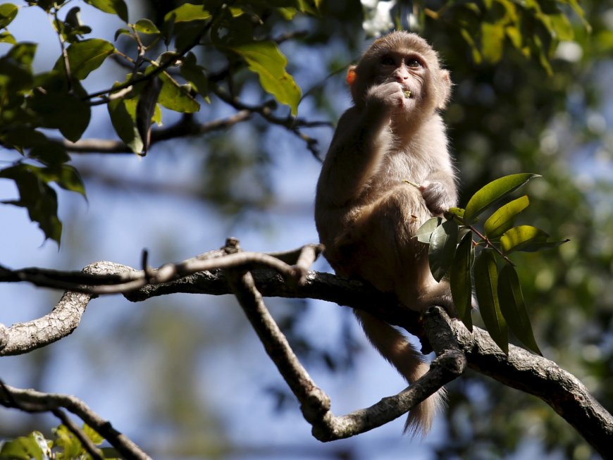 Activists warn of dangers as Hong Kong zoo probes monkey deaths --[Reported by Umva mag]