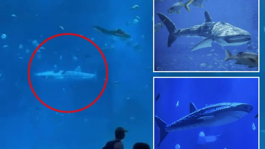 Fury as aquarium reopens with new star ‘whale shark’ attraction but outraged fans notice eerie problem…can YOU spot it? --[Reported by Umva mag]