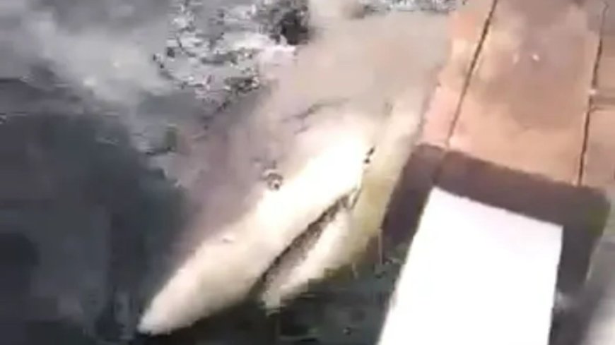 Watch shocking moment vengeful locals track down giant shark and BATTER it on the head after beast mauled tourist’s leg --[Reported by Umva mag]