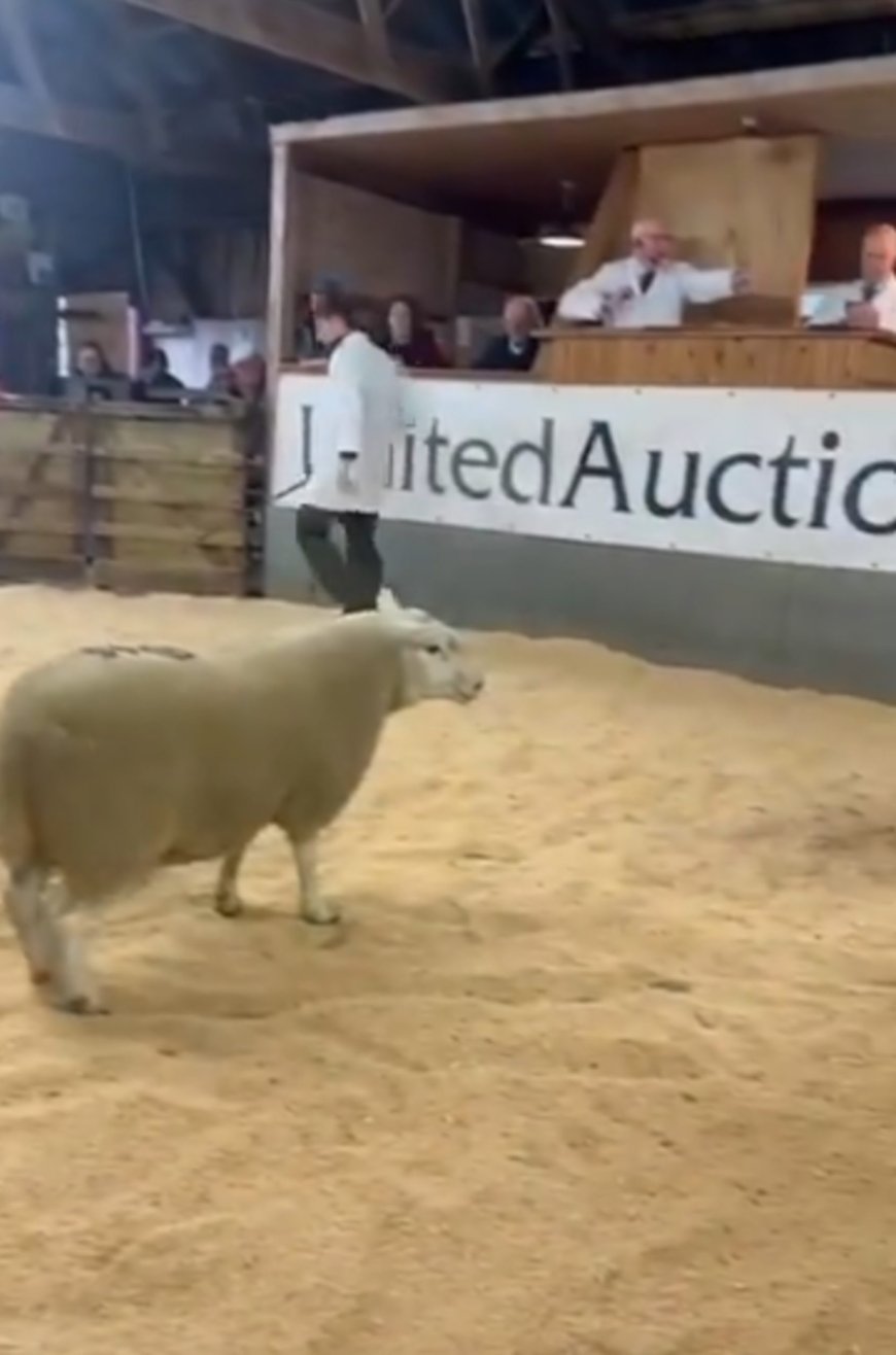 Hilarious moment lively sheep at auction makes break for freedom, leaping into crowd of surprised bidders  --[Reported by Umva mag]