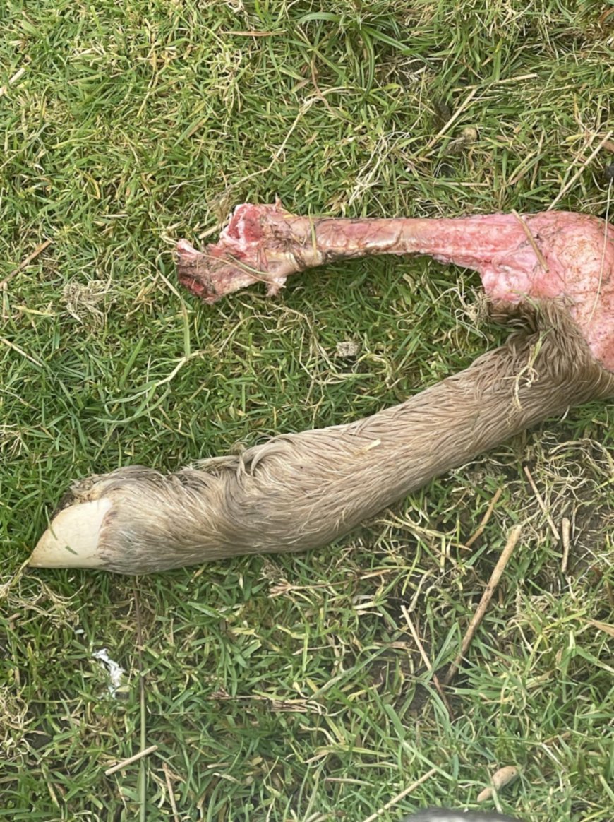 New theories of big cats on the loose in British countryside sparked after walker stumbles upon freshly dismembered sheep leg  --[Reported by Umva mag]