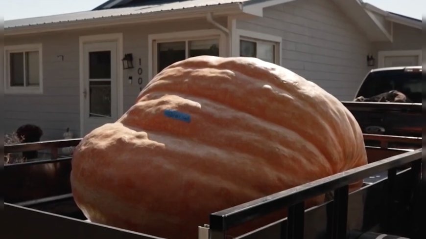 MUST SEE: Firefighter Grows Record-Breaking 1-Ton Pumpkin --[Reported by Umva mag]