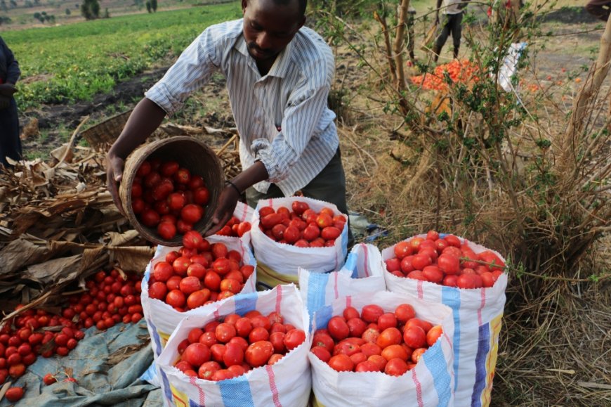 Rwanda's tomato exports surge as agricultural innovations take root --[Reported by Umva mag]