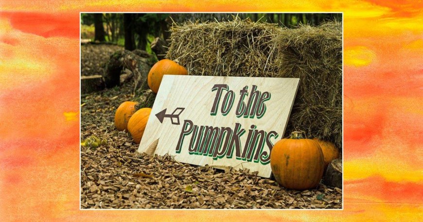 People are only just realising what ‘pumpkin picking’ actually is --[Reported by Umva mag]