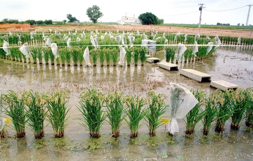 European project will recover contaminated land through plants --[Reported by Umva mag]