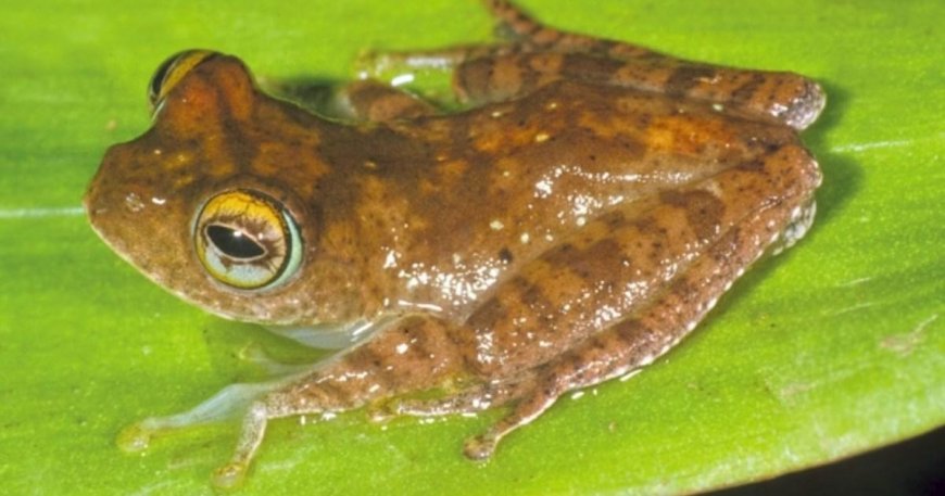 ‘Star Trek frogs’ make noises like they’re from a sci-fi film --[Reported by Umva mag]