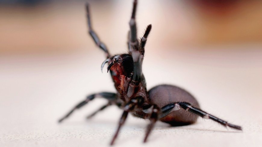 Drug inspired by spider venom aims to reverse heart attack damage --[Reported by Umva mag]