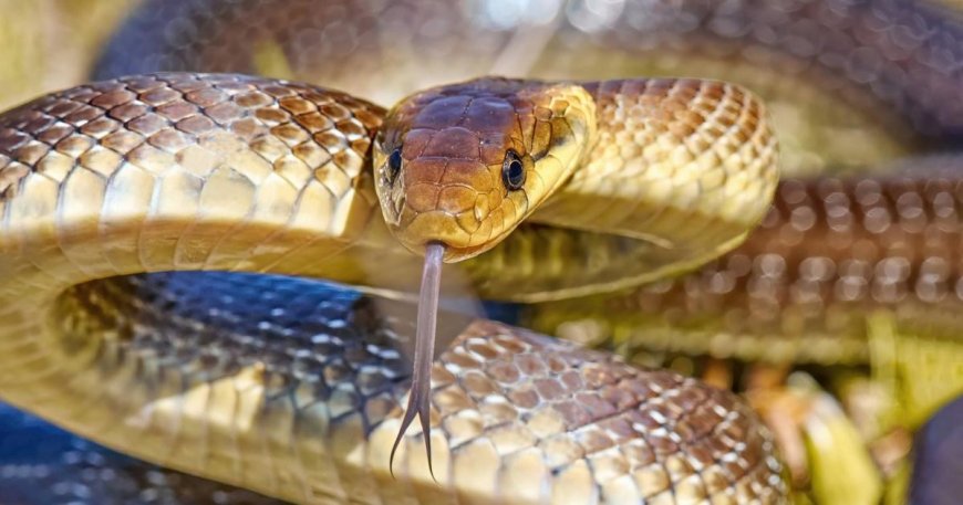 Two-metre-long snake is breeding in UK living in attics and walls --[Reported by Umva mag]