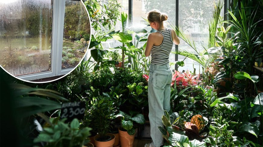 The best plants that fight mould and condensation and prices start at £4 each --[Reported by Umva mag]