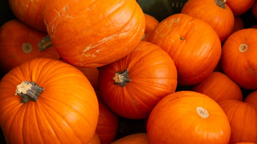 What to Look for (and Avoid) When Selecting a Pumpkin --[Reported by Umva mag]