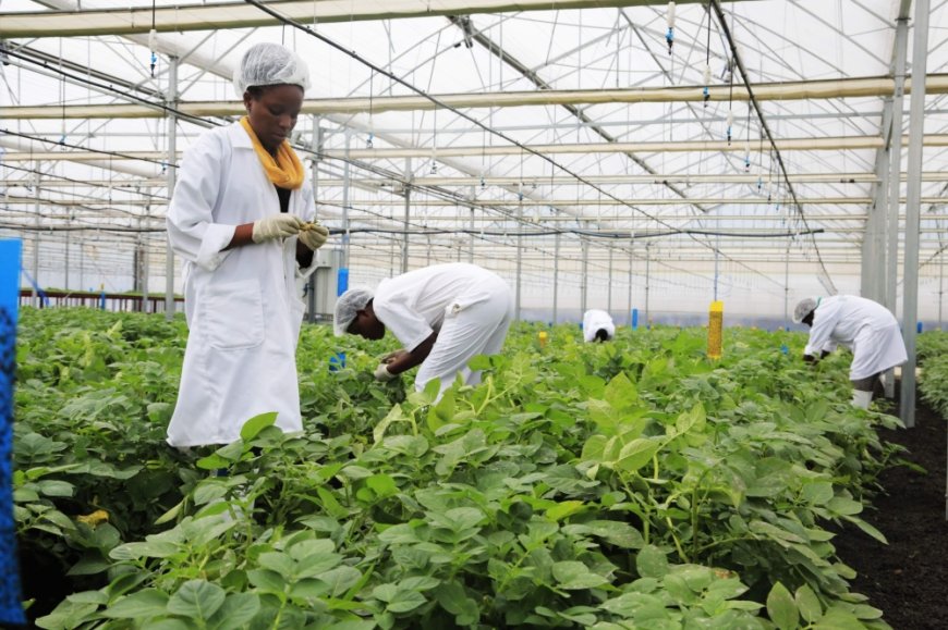 What $10m agri-biotech programme means for Rwanda --[Reported by Umva mag]